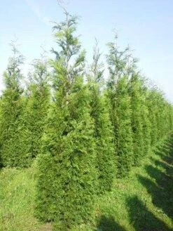 Levensboom (Thuja Plicata 'Martin') 25 Levensboom (Thuja Plicata 'Martin') -Groene Pracht thuja pl martin 300 350