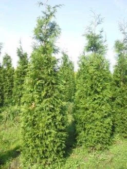 Levensboom (Thuja Plicata 'Martin') 24 Levensboom (Thuja Plicata 'Martin') -Groene Pracht thuja pl martin 300 350 1