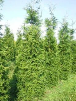 Levensboom (Thuja Plicata 'Martin') -Groene Pracht thuja pl martin 300 350 2 1