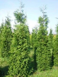 Levensboom (Thuja Plicata 'Martin') 26 Levensboom (Thuja Plicata 'Martin') -Groene Pracht thuja pl martin 300 350 3