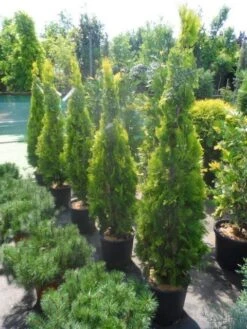 Levensboom (Thuja Orientalis 'Pyramidalis Aurea') 11 Levensboom (Thuja Orientalis 'Pyramidalis Aurea') -Groene Pracht thuja platycladus orientalis pyramidalis aurea 150 175