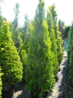 Levensboom (Thuja Orientalis 'Pyramidalis Aurea') 10 Levensboom (Thuja Orientalis 'Pyramidalis Aurea') -Groene Pracht thuja platycladus orientalis pyramidalis aurea 175 200 250