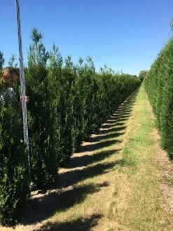 Grote Levensboom (Thuja Plicata 'Atrovirens') 9 Grote Levensboom (Thuja Plicata 'Atrovirens') -Groene Pracht thuja plic atrovirens 200250 2