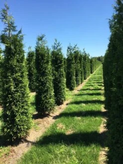 Grote Haagconifeer (Thuja Plicata 'Excelsa') 25 Grote Haagconifeer (Thuja Plicata 'Excelsa') -Groene Pracht thuja plic excelsa 1