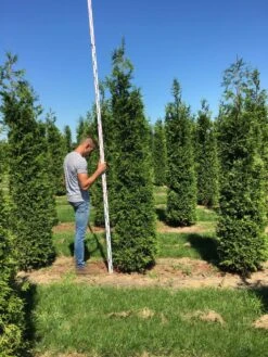 Grote Haagconifeer (Thuja Plicata 'Excelsa') 17 Grote Haagconifeer (Thuja Plicata 'Excelsa') -Groene Pracht thuja plic excelsa 250300 3 2