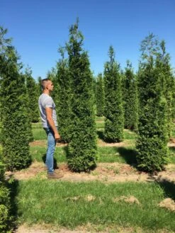 Grote Haagconifeer (Thuja Plicata 'Excelsa') 16 Grote Haagconifeer (Thuja Plicata 'Excelsa') -Groene Pracht thuja plic excelsa 300350