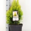 Levensboom (Thuja Plicata '4ever Goldy') 1 Levensboom (Thuja Plicata '4ever Goldy') -Groene Pracht thuja plicata 4ever goldy c5 m