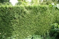 Levensboom (Thuja Plicata 'Atrovirens') -Groene Pracht thuja plicatum atrovirens 1 1