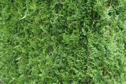 Levensboom (Thuja Plicata 'Atrovirens') 20 Levensboom (Thuja Plicata 'Atrovirens') -Groene Pracht thuja plicatum atrovirens 2
