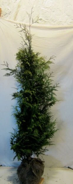 Reuzenlevensboom (Thuja Plicata 'Excelsa') 19 Reuzenlevensboom (Thuja Plicata 'Excelsa') -Groene Pracht thujapexcelsa150 175
