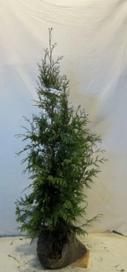 Levensboom (Thuja Plicata 'Martin') -Groene Pracht thujapmartin100 125 1