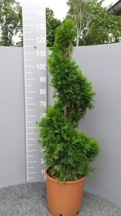 Conifeer Als Spiraal (Thuja Occidentalis 'Smaragd') -Groene Pracht thujasmaragdspiraal01