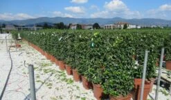 Toscaanse Jasmijn Als Leivorm(Trachelospernum Jasminoides) -Groene Pracht trachelospermum jasminoides 52x110 leivorm 2