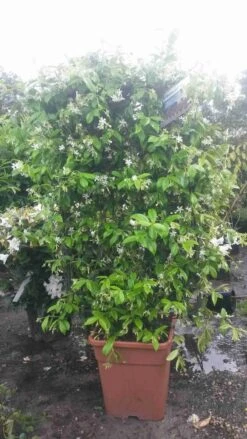 Toscaanse Jasmijn Als Leivorm(Trachelospernum Jasminoides) -Groene Pracht trachelospernum jasm. leivorm 100125 2