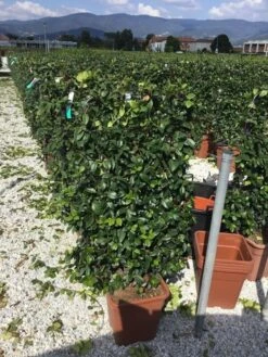 Toscaanse Jasmijn Als Leivorm(Trachelospernum Jasminoides) -Groene Pracht trachelospernum jasminoides 90x50 cm