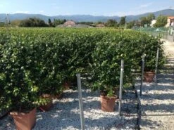 Toscaanse Jasmijn Als Leivorm(Trachelospernum Jasminoides) -Groene Pracht trachelospernum jasminoides lage leivorm