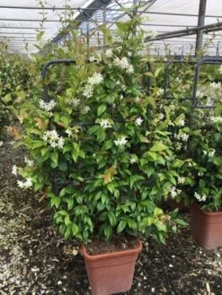 Toscaanse Jasmijn Als Leivorm(Trachelospernum Jasminoides) -Groene Pracht trachelospernum jasminoides lage leivorm met bloem