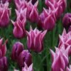 Tulp (Tulipa 'Ballade') 2 Tulp (Tulipa 'Ballade') -Groene Pracht tulipa ballade met purpleflag 1 1