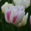Tulp (Tulipa 'Double Shake') 1 Tulp (Tulipa 'Double Shake') -Groene Pracht tulipa double shake 4 1