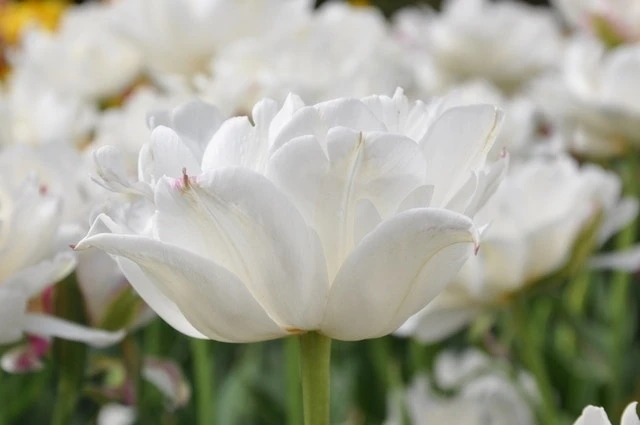 Tulp (Tulipa 'Mount Tacoma', Dubbele Tulpen) 4 Tulp (Tulipa 'Mount Tacoma', Dubbele Tulpen) - Afbeelding 2