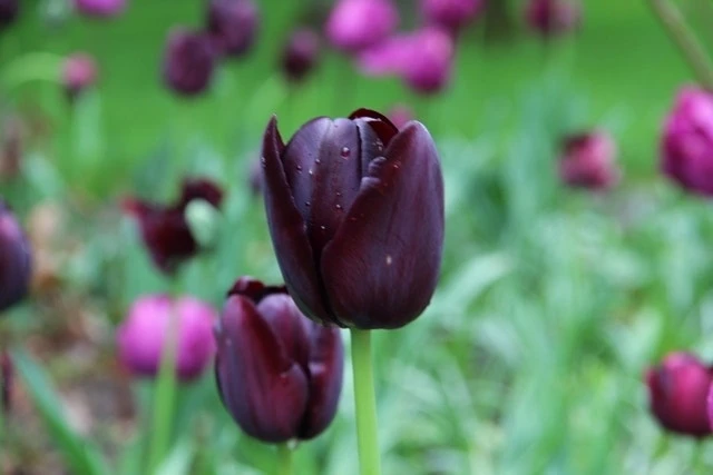Tulp (Tulipa 'Queen Of Night, Enkel Laat') 3 Tulp (Tulipa 'Queen Of Night, Enkel Laat')