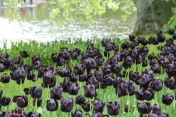 Tulp (Tulipa 'Queen Of Night, Enkel Laat') 7 Tulp (Tulipa 'Queen Of Night, Enkel Laat') -Groene Pracht tulipa queenofnight 15