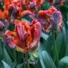 Tulp (Tulipa 'Rasta Parrot') 1 Tulp (Tulipa 'Rasta Parrot') -Groene Pracht tulipa rasta parrot 7 1