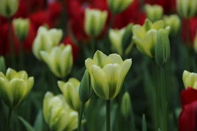 Tulp (Tulipa 'Spring Green', Viridiflora) 4 Tulp (Tulipa 'Spring Green', Viridiflora) - Afbeelding 2