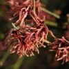 Toverhazelaar (Hamamelis Intermedia 'Ruby Glow') 1 Toverhazelaar (Hamamelis Intermedia 'Ruby Glow') -Groene Pracht vaem02444