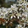 Krentenboom (Amelanchier Arborea 'Robin Hill') -Groene Pracht vaem02643