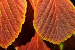 Toverhazelaar (Hamamelis Intermedia 'Diane') 10 Toverhazelaar (Hamamelis Intermedia 'Diane') -Groene Pracht vaem06951