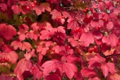 Gelderse Roos (Viburnum Opulus) 11 Gelderse Roos (Viburnum Opulus) -Groene Pracht vaem08760