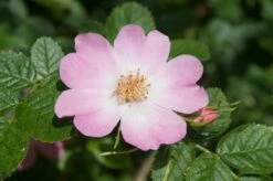 Ondoordringbare Haag, Hoog 7 Ondoordringbare Haag, Hoog -Groene Pracht vaem09210