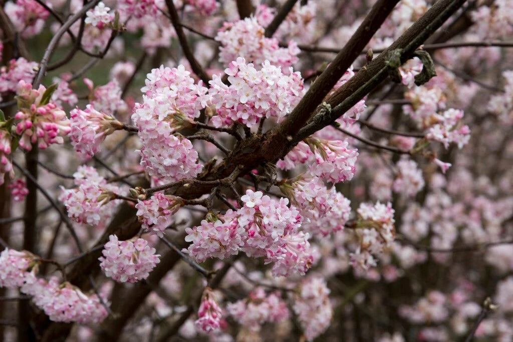 Sneeuwbal (Viburnum Bodnantense 'Dawn') 3 Sneeuwbal (Viburnum Bodnantense 'Dawn')