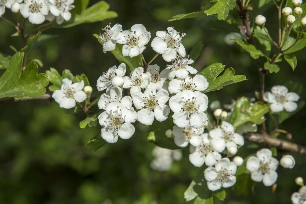 Vogelvriendelijke Haag 4 Vogelvriendelijke Haag - Afbeelding 2