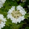 Gelderse Roos (Viburnum Opulus) -Groene Pracht vami00068