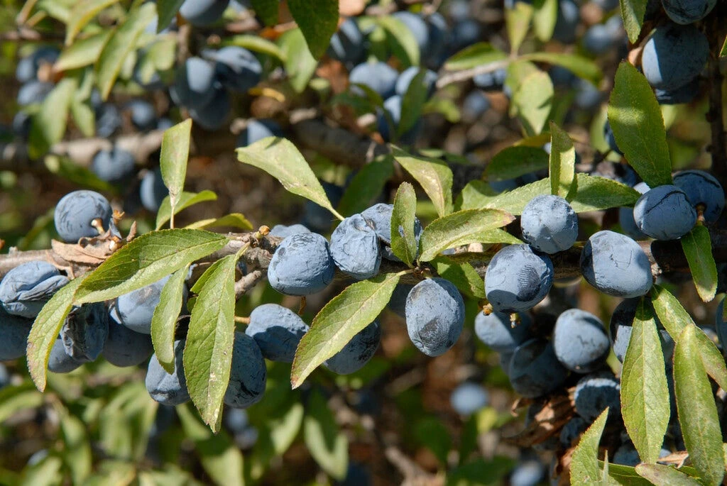 Ondoordringbare Haag, Hoog 4 Ondoordringbare Haag, Hoog - Afbeelding 2