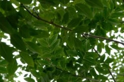 Maackia (Maackia Amurensis) -Groene Pracht vami04349