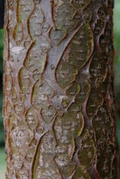 Maackia (Maackia Amurensis) -Groene Pracht vami04434