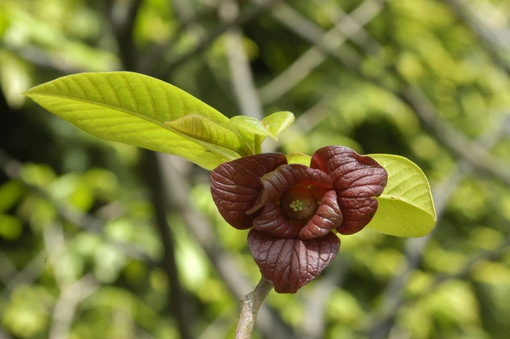 Pawpaw (Asimina Triloba) 3 Pawpaw (Asimina Triloba)