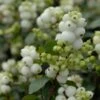 Sneeuwbes (Symphoricarpos 'Magical Galaxy®) 1 Sneeuwbes (Symphoricarpos 'Magical Galaxy®) -Groene Pracht vami07294