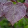 Meerstammige Judasboom (Cercis Canadensis 'Forest Pansy') 1 Meerstammige Judasboom (Cercis Canadensis 'Forest Pansy') -Groene Pracht vami09173