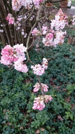 Sneeuwbal (Viburnum Bodnantense 'Dawn') 13 Sneeuwbal (Viburnum Bodnantense 'Dawn') -Groene Pracht viburnum bodn. charles lamont 2