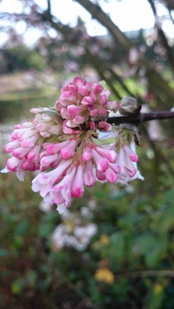 Sneeuwbal (Viburnum Bodnantense 'Charles Lamont') 5 Sneeuwbal (Viburnum Bodnantense 'Charles Lamont') - Afbeelding 3