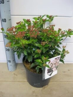 Groenblijvende Sneeuwbal (Viburnum Tinus 'Eve Price') 26 Groenblijvende Sneeuwbal (Viburnum Tinus 'Eve Price') -Groene Pracht viburnum eve price c5 6 11 2018 2