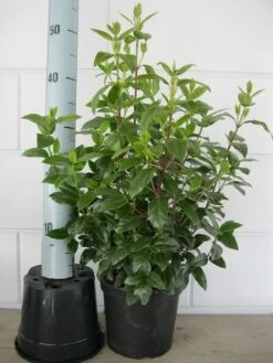 Sneeuwbal (Viburnum Tinus 'Lisa Rose') -Groene Pracht viburnum tinus 40 50 c3 april 2 3