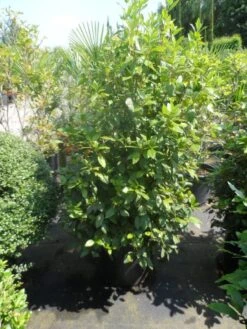 Groenblijvende Sneeuwbal (Viburnum Tinus 'Eve Price') 29 Groenblijvende Sneeuwbal (Viburnum Tinus 'Eve Price') -Groene Pracht viburnum tinus eve price 125 150 c50