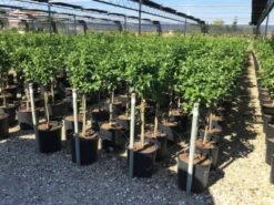 Sneeuwbal Op Stam (Viburnum Tinus 'Eve Price') 25 Sneeuwbal Op Stam (Viburnum Tinus 'Eve Price') -Groene Pracht viburnum tinus eve price 50cm stem