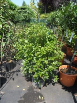 Groenblijvende Sneeuwbal (Viburnum Tinus 'Eve Price') 28 Groenblijvende Sneeuwbal (Viburnum Tinus 'Eve Price') -Groene Pracht viburnum tinus eve price 80 100 c20