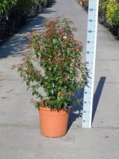 Groenblijvende Sneeuwbal (Viburnum Tinus 'Eve Price') 23 Groenblijvende Sneeuwbal (Viburnum Tinus 'Eve Price') -Groene Pracht viburnum tinus eve price 80 100 c20